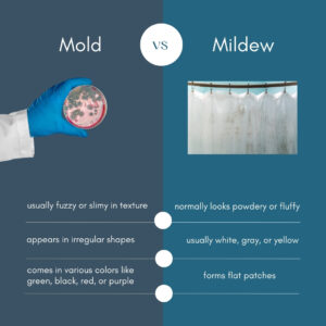 Mold vs Mildew 